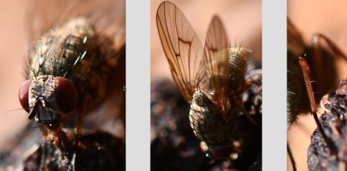 Helina impuncta